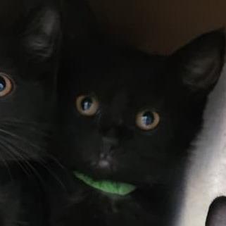 Enlarge Jasmine (green), a Adoptable Domestic Short Hair in Talent, OR image 3/3