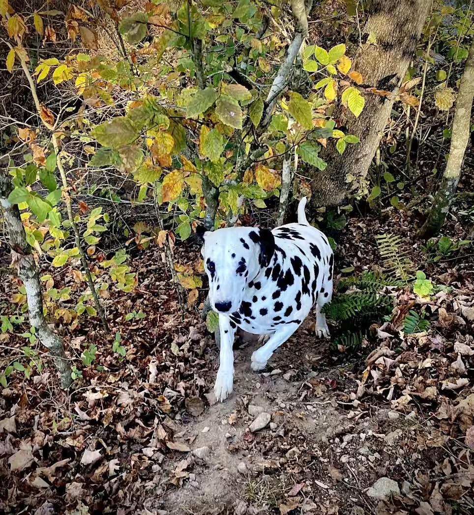 Domino-Centerville, TN, a ADOPTABLE Dalmatian in Centerville, TN image 3/5