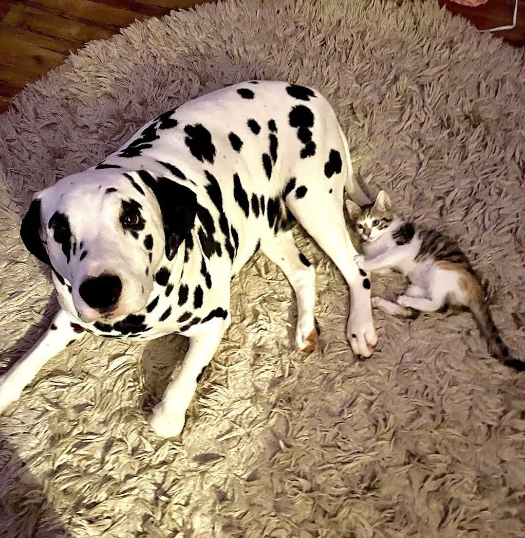 Domino-Centerville, TN, ADOPTABLE, Senior Male Dalmatian.