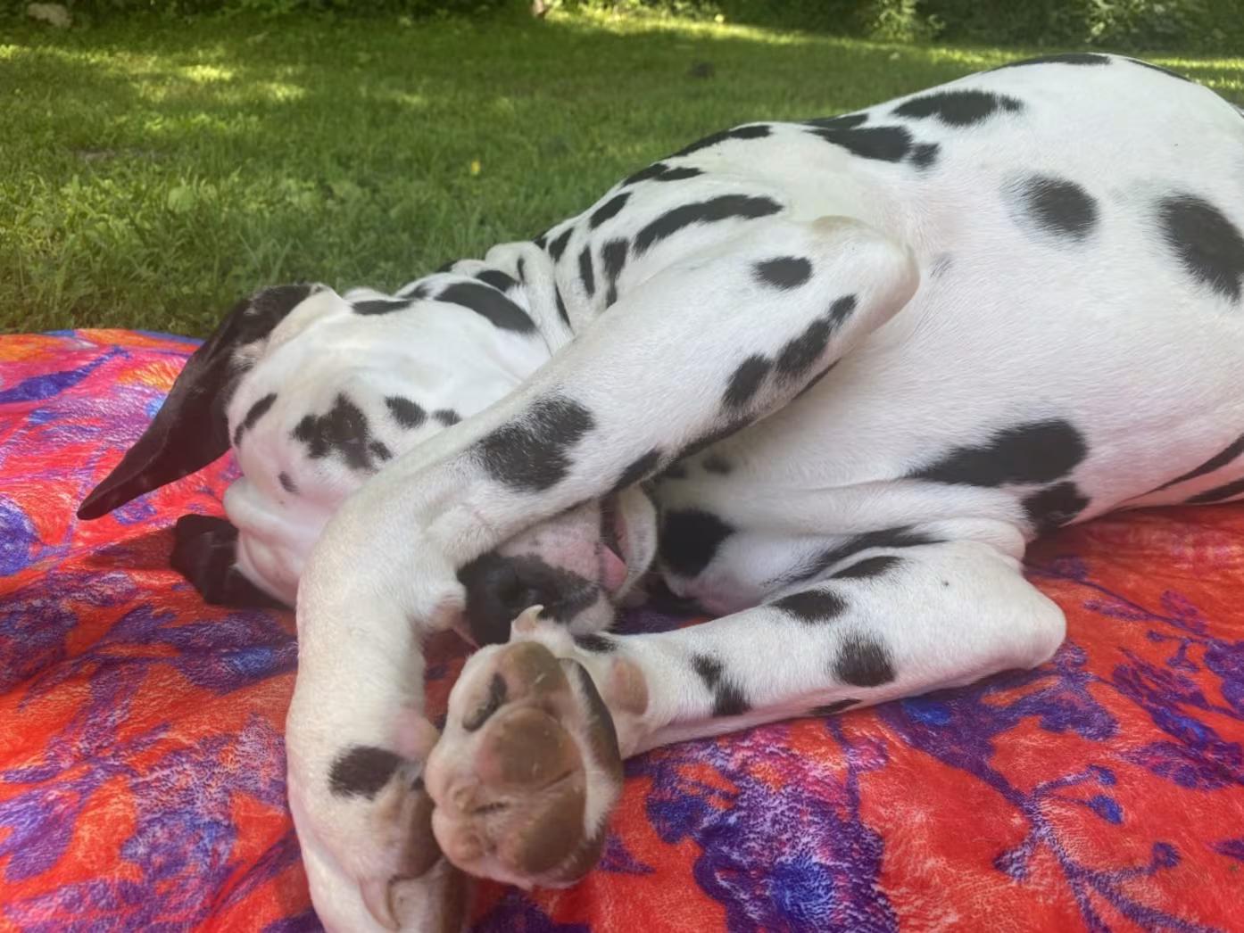 Domino-Centerville, TN, a ADOPTABLE Dalmatian in Centerville, TN image 5/5