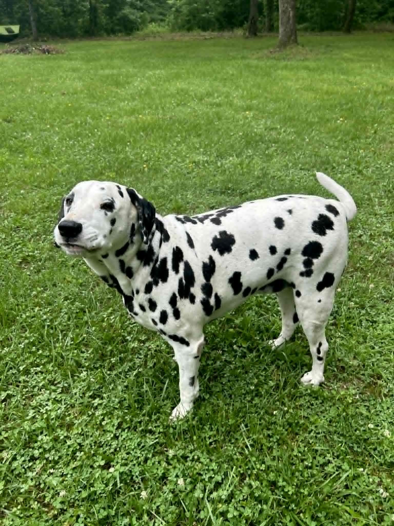 Domino-Centerville, TN, a ADOPTABLE Dalmatian in Centerville, TN image 2/5