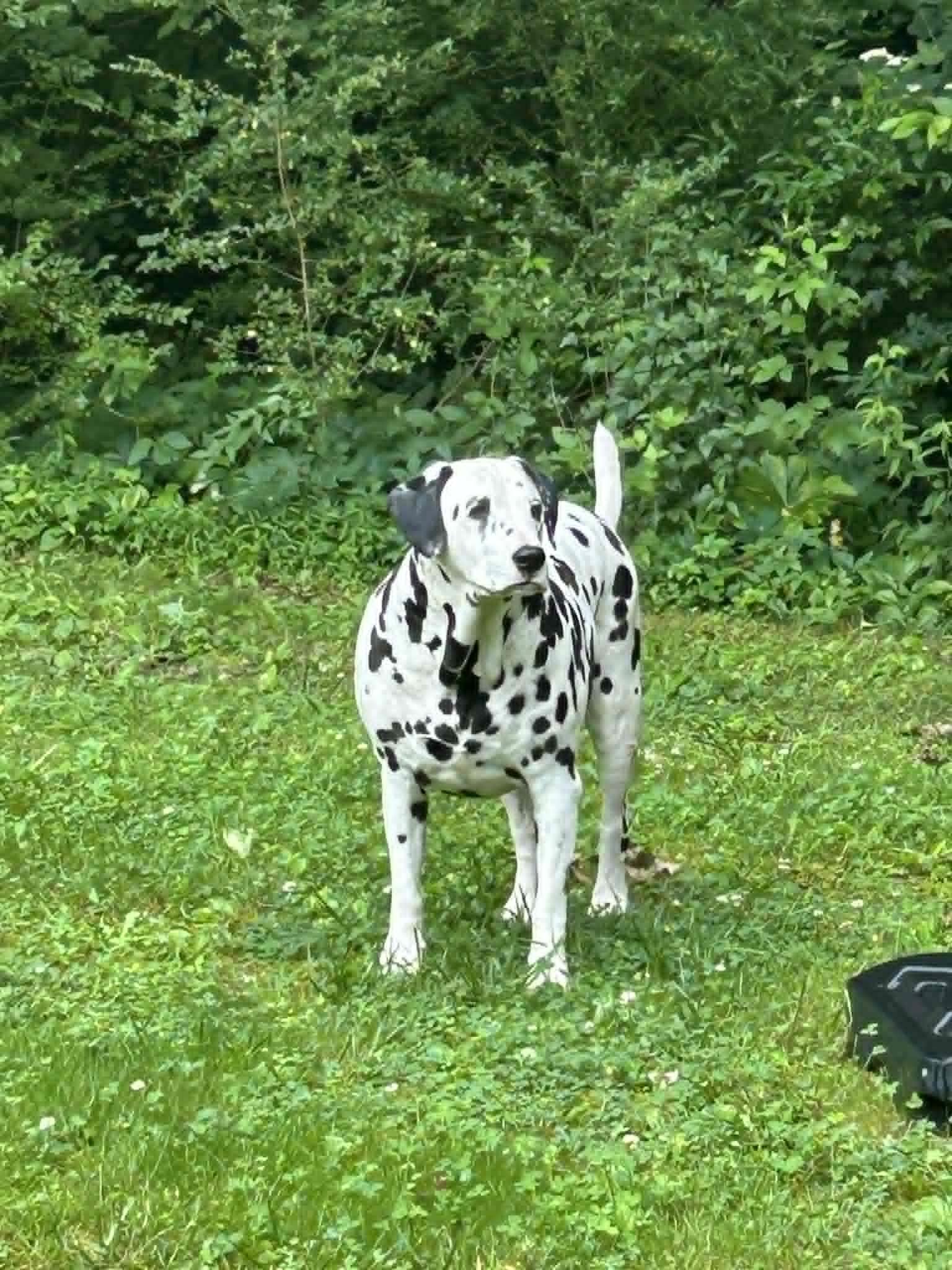 Domino-Centerville, TN, a ADOPTABLE Dalmatian in Centerville, TN image 4/5