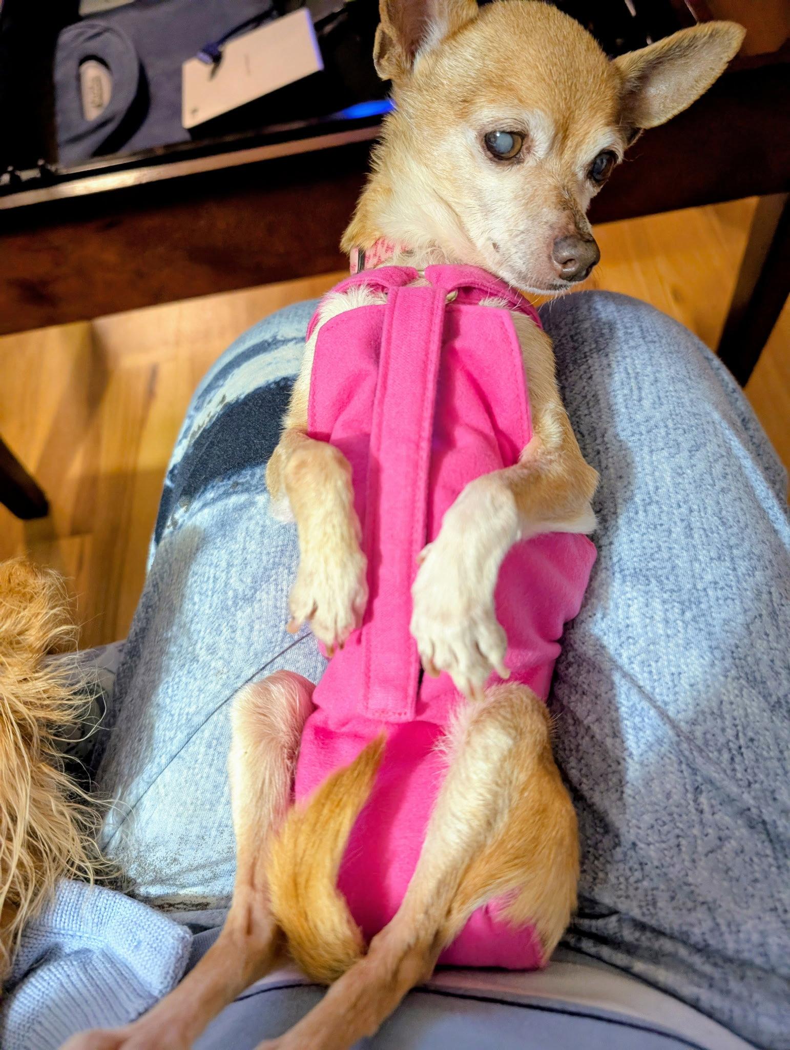 Cricket, Adoptable, Senior Female Chihuahua.