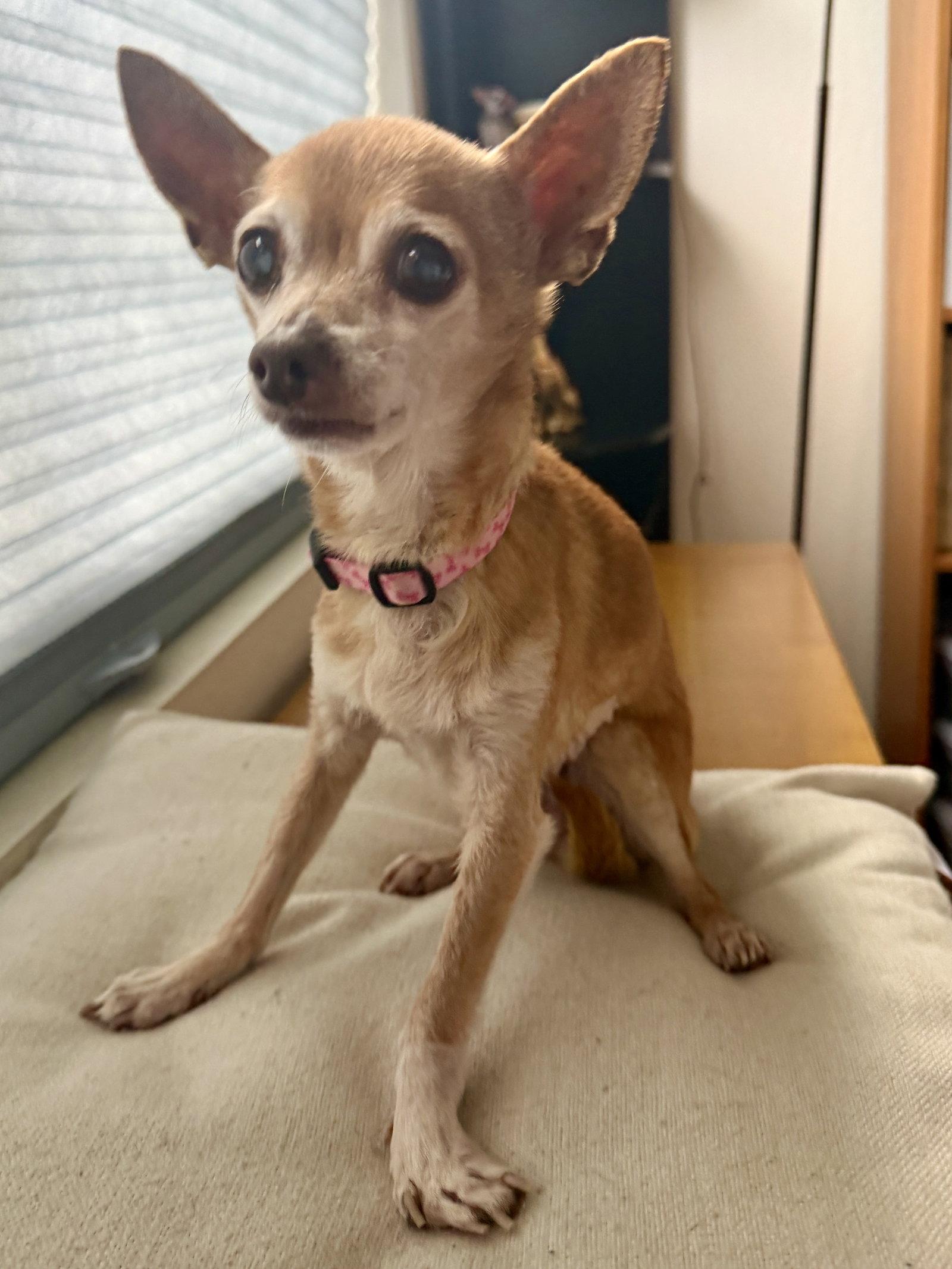 Enlarge Cricket, a Adoptable Chihuahua in San Francisco, CA image 2/3