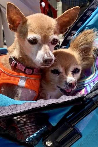 Enlarge Cricket, a Adoptable Chihuahua in San Francisco, CA image 2/3
