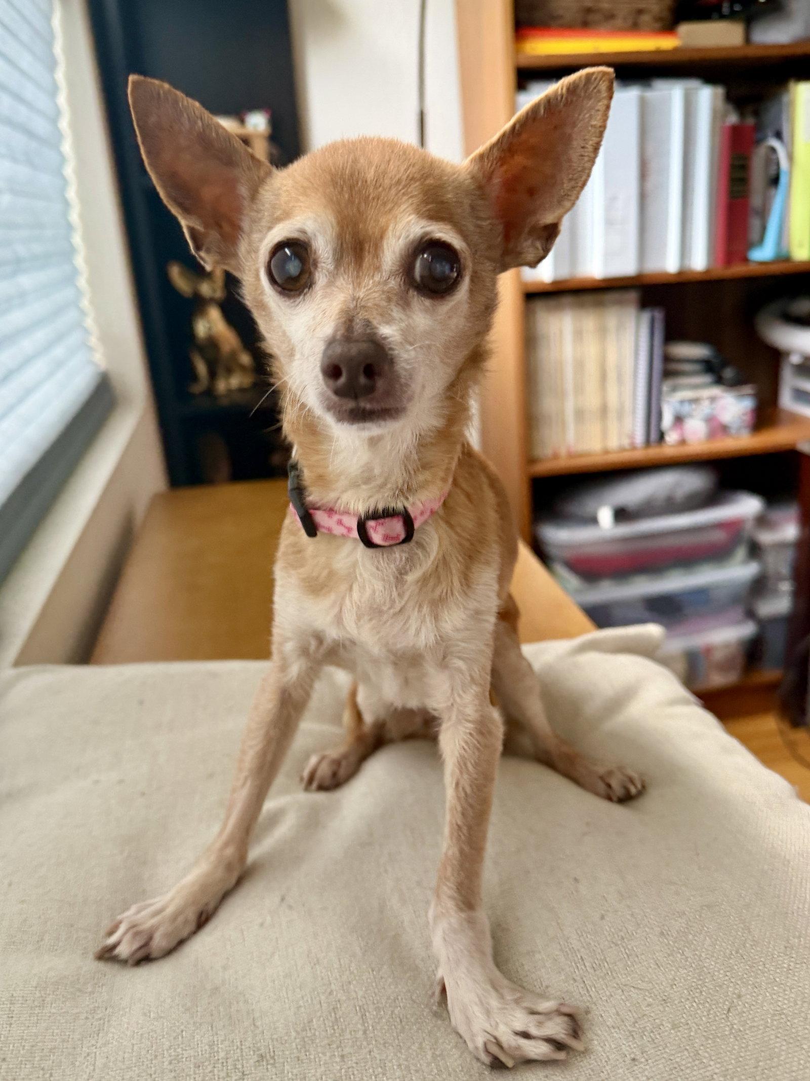 Enlarge Cricket, a Adoptable Chihuahua in San Francisco, CA image 3/3