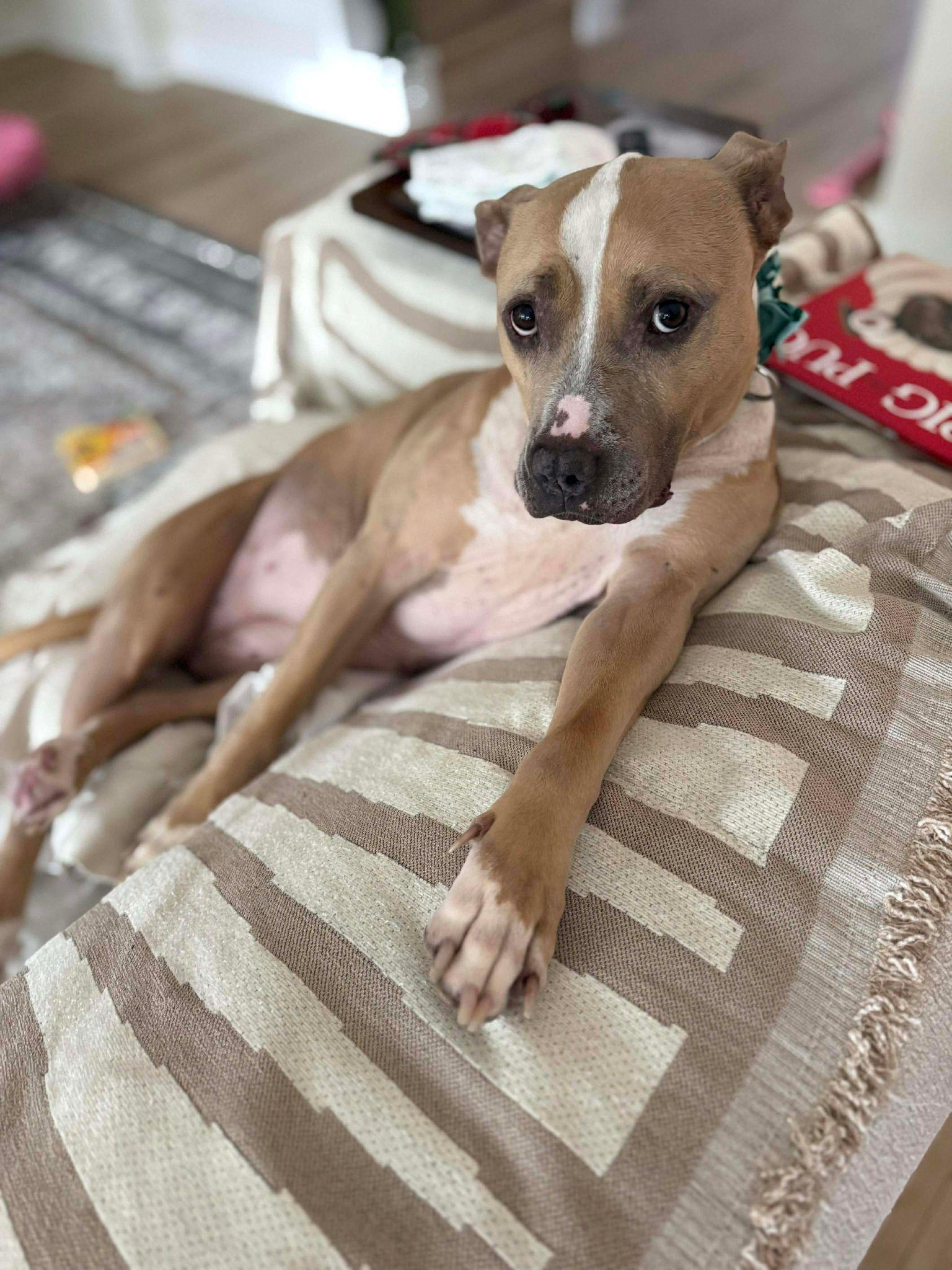 Enlarge Dovey, a ADOPTABLE mixed breed in Yonkers, NY image 3/6