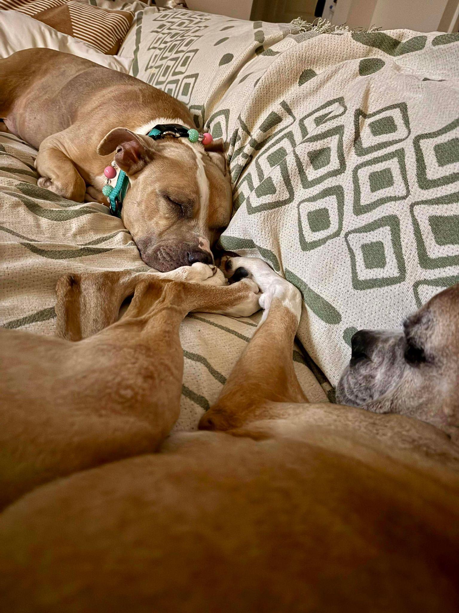 Enlarge Dovey, a ADOPTABLE mixed breed in Yonkers, NY image 2/6