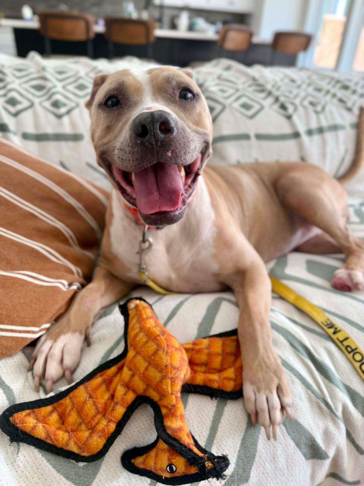 Enlarge Dovey, a ADOPTABLE mixed breed in Yonkers, NY image 6/6