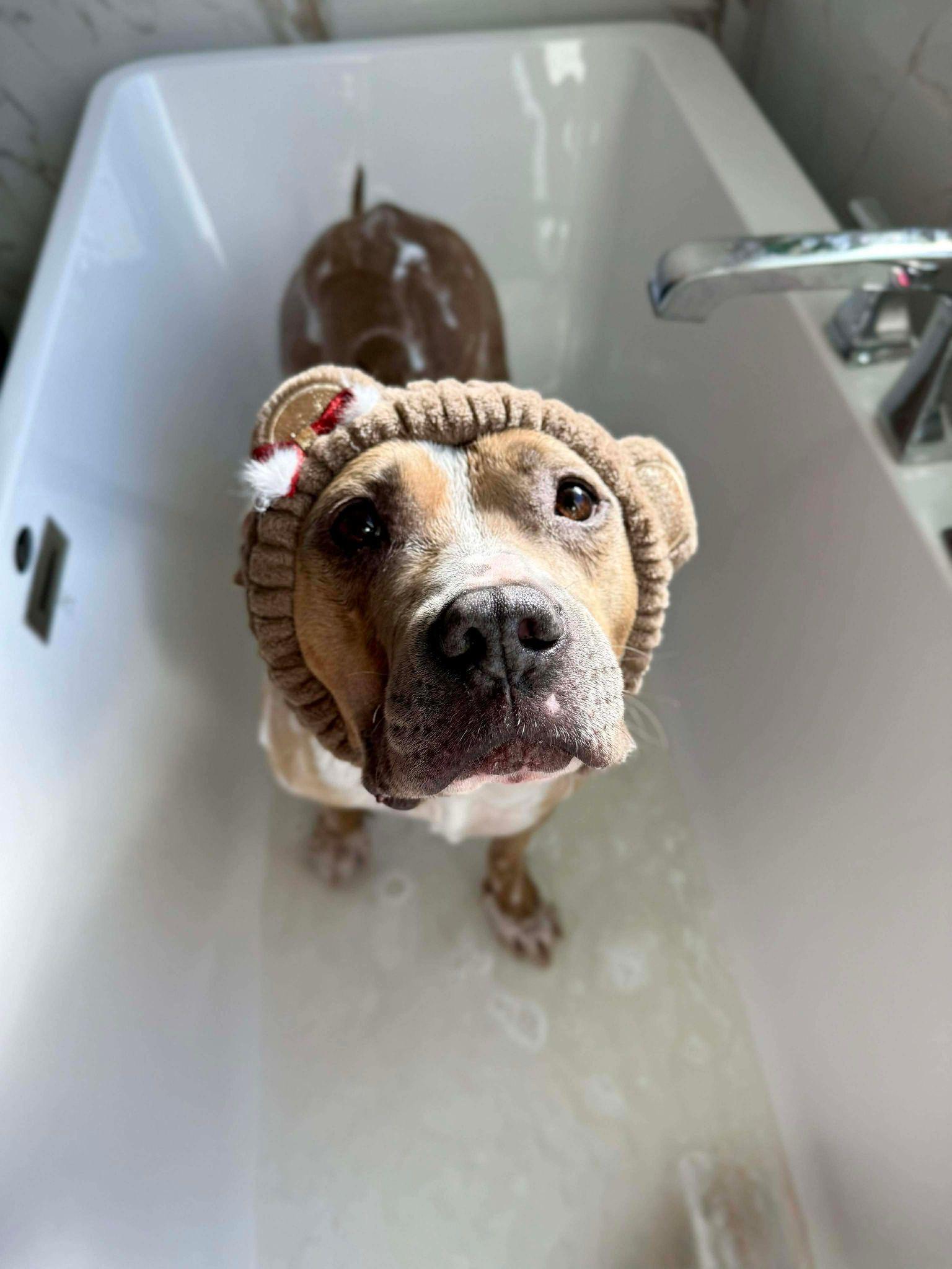 Dovey, ADOPTABLE, Adult Female Pit Bull Terrier.