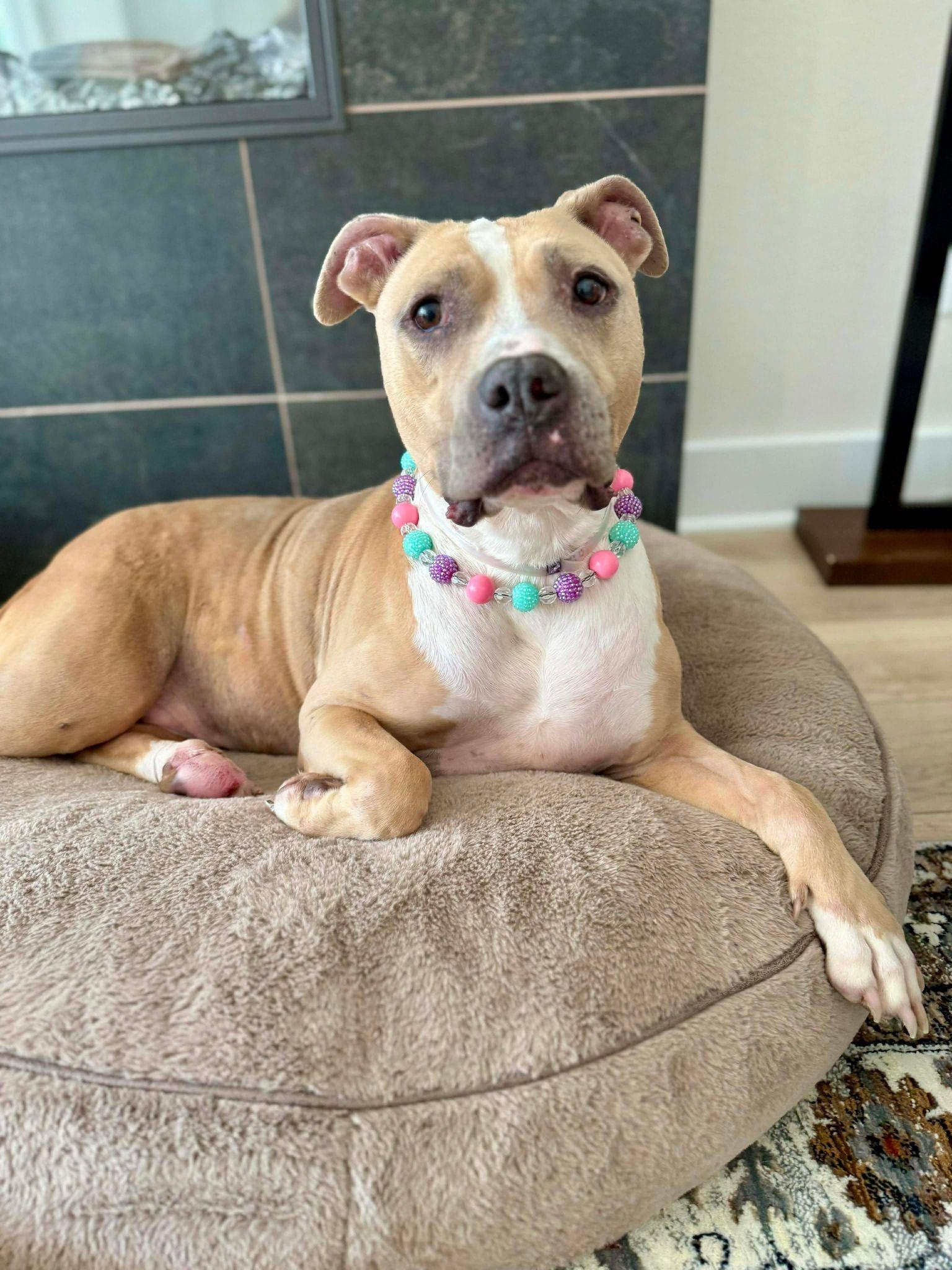 Enlarge Dovey, a ADOPTABLE mixed breed in Yonkers, NY image 5/6