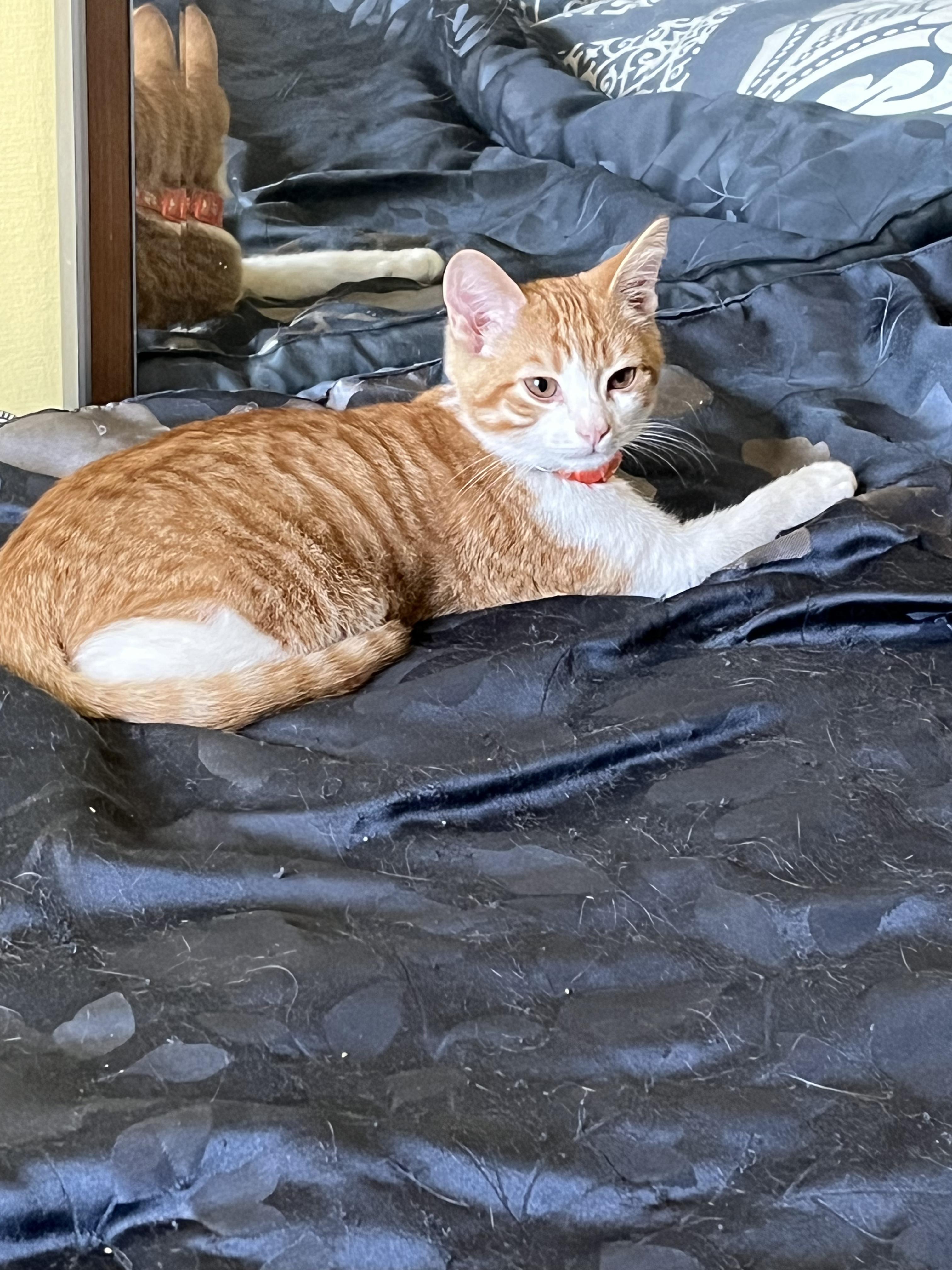 Simba, an adopted Domestic Short Hair in Odenton, MD image 2/4