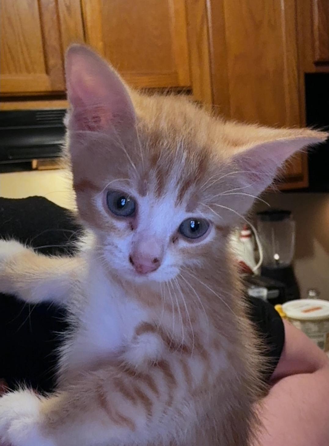 Simba, an adopted Domestic Short Hair in Odenton, MD image 4/4