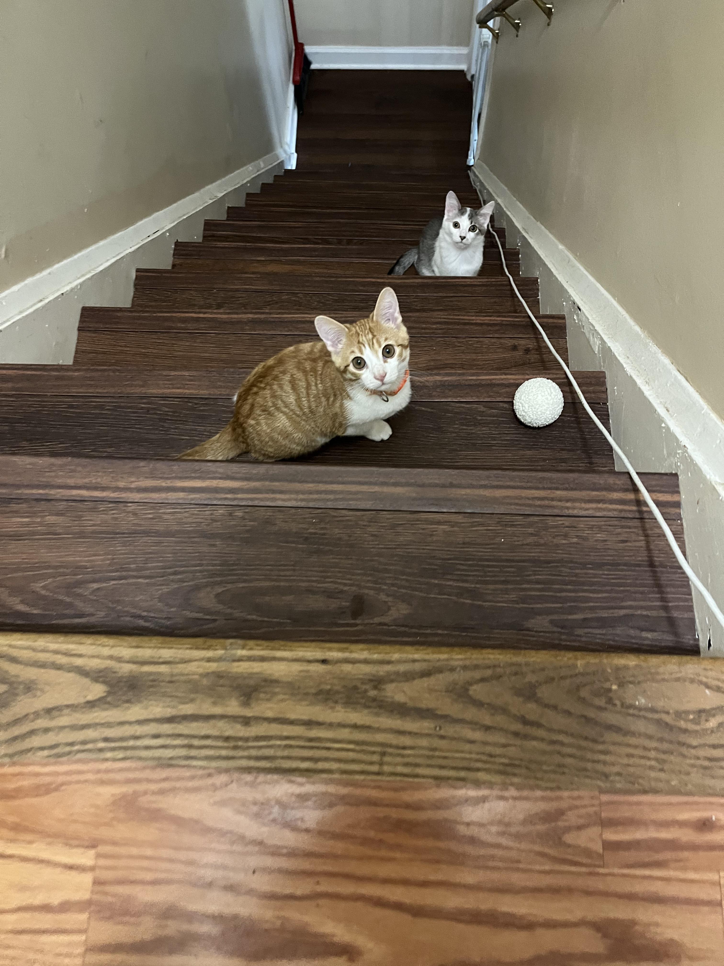 Simba, an adopted Domestic Short Hair in Odenton, MD image 3/4