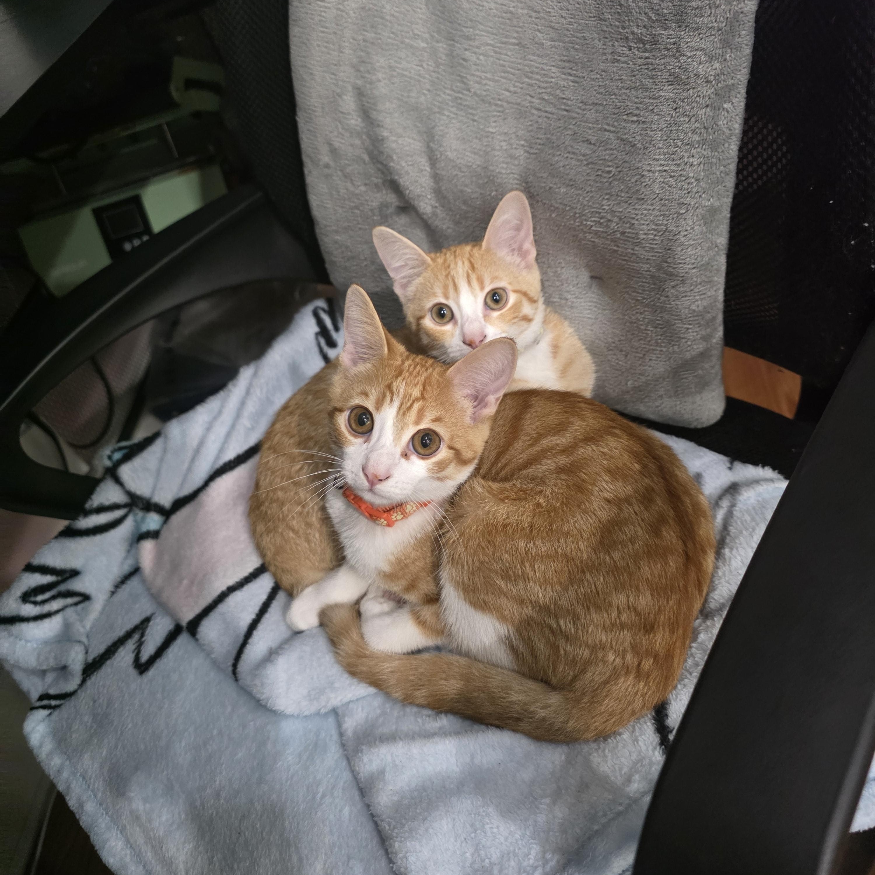 Simba, an adopted Domestic Short Hair in Odenton, MD image 1/4