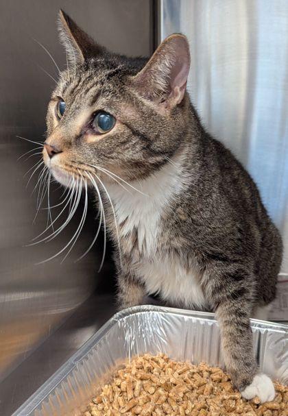 Pictionary (adopted)