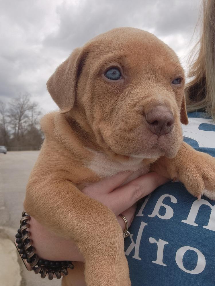 Dewey, Adopted, Puppy Male American Staffordshire Terrier.
