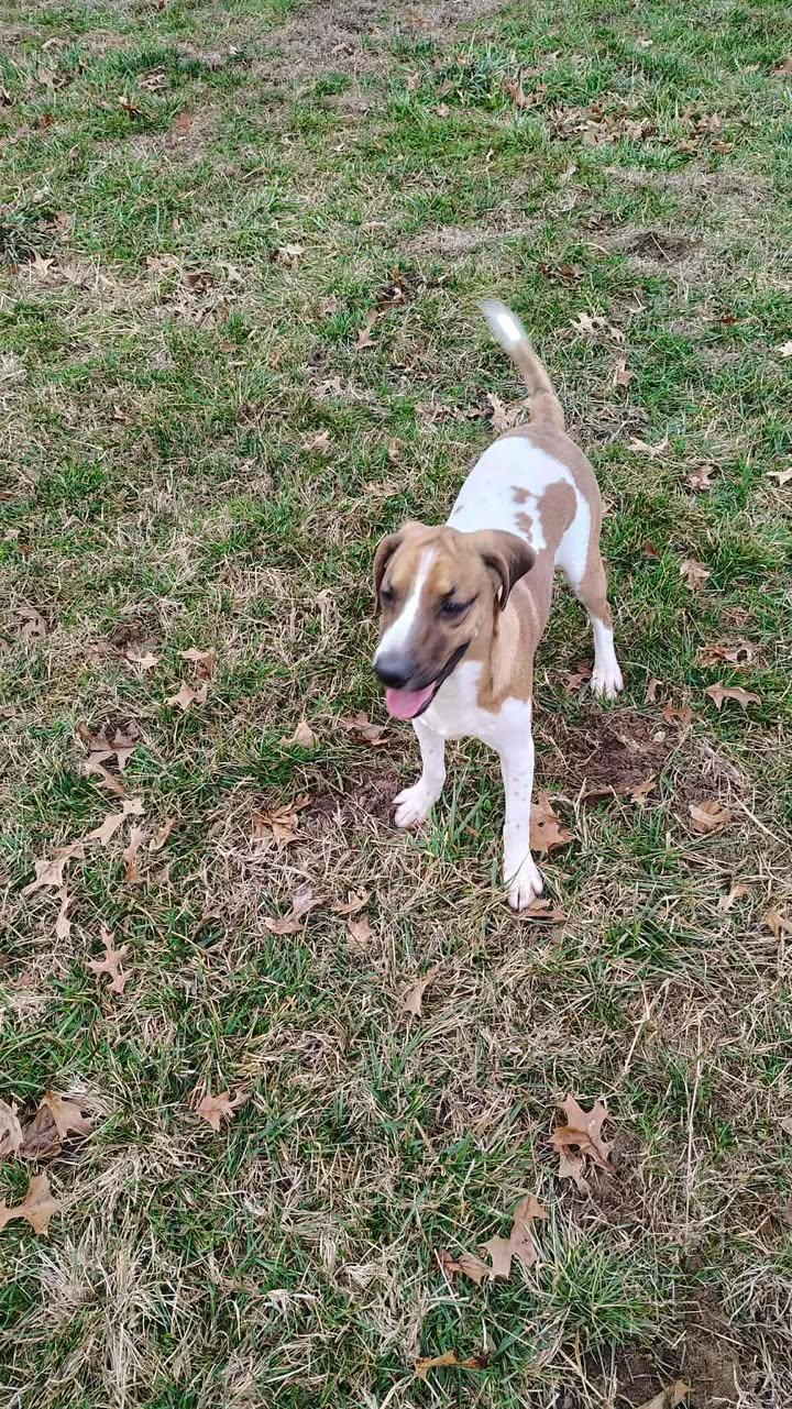 Fred, a ADOPTABLE Beagle in Brownstown, IN image 2/3