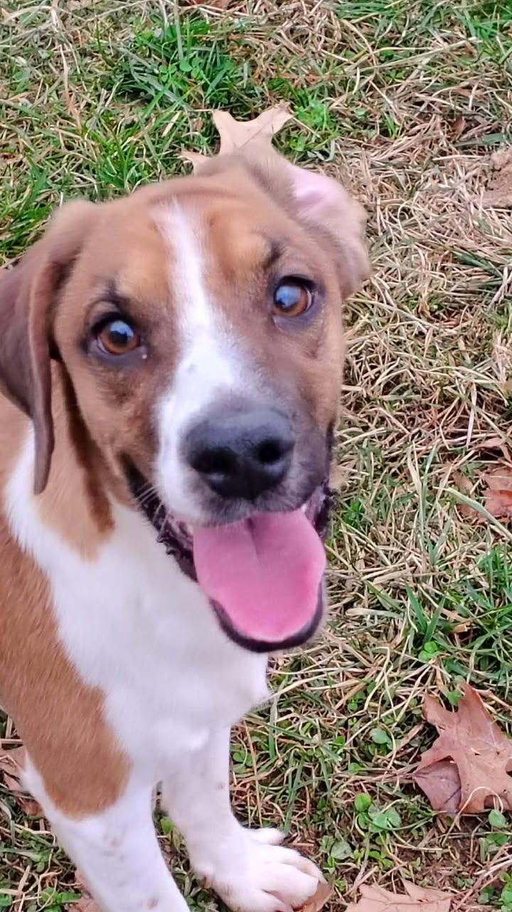 Fred, ADOPTABLE, Young Male Beagle.