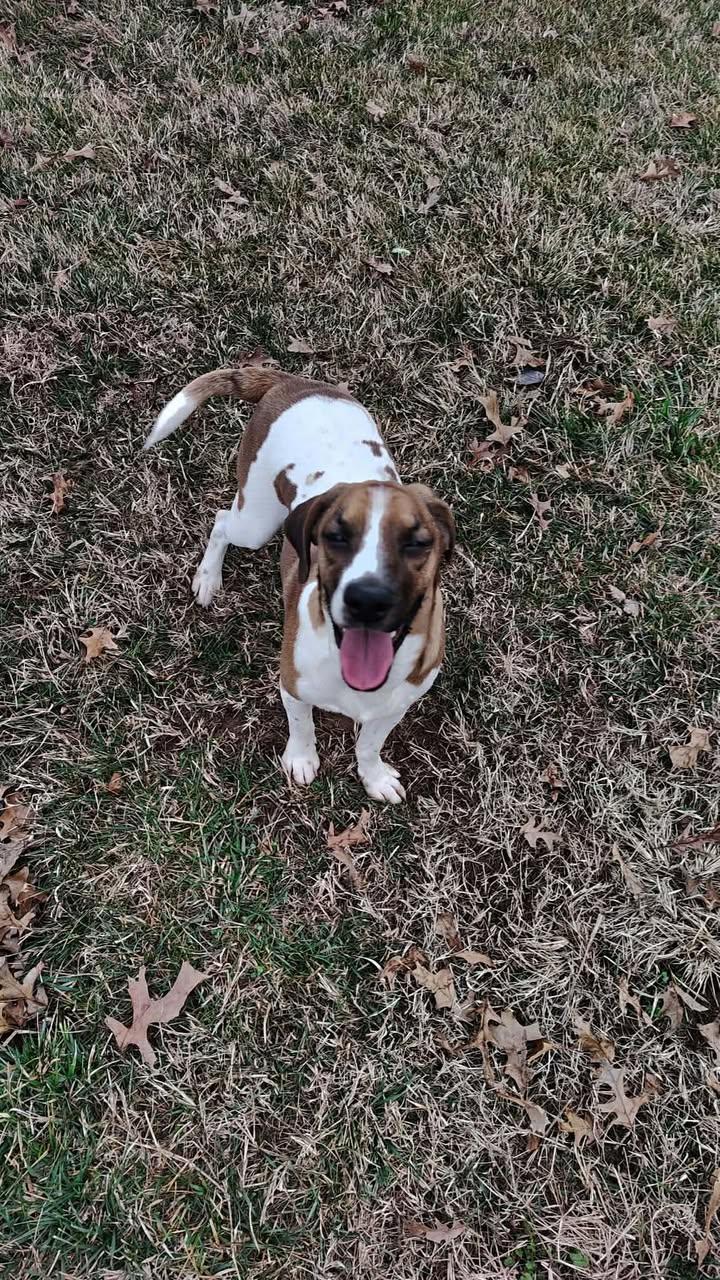 Fred, a ADOPTABLE Beagle in Brownstown, IN image 3/3