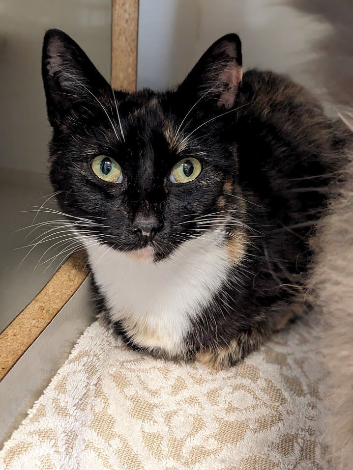 Cat for adoption Koi Fish, a Tortoiseshell & Domestic Short Hair Mix