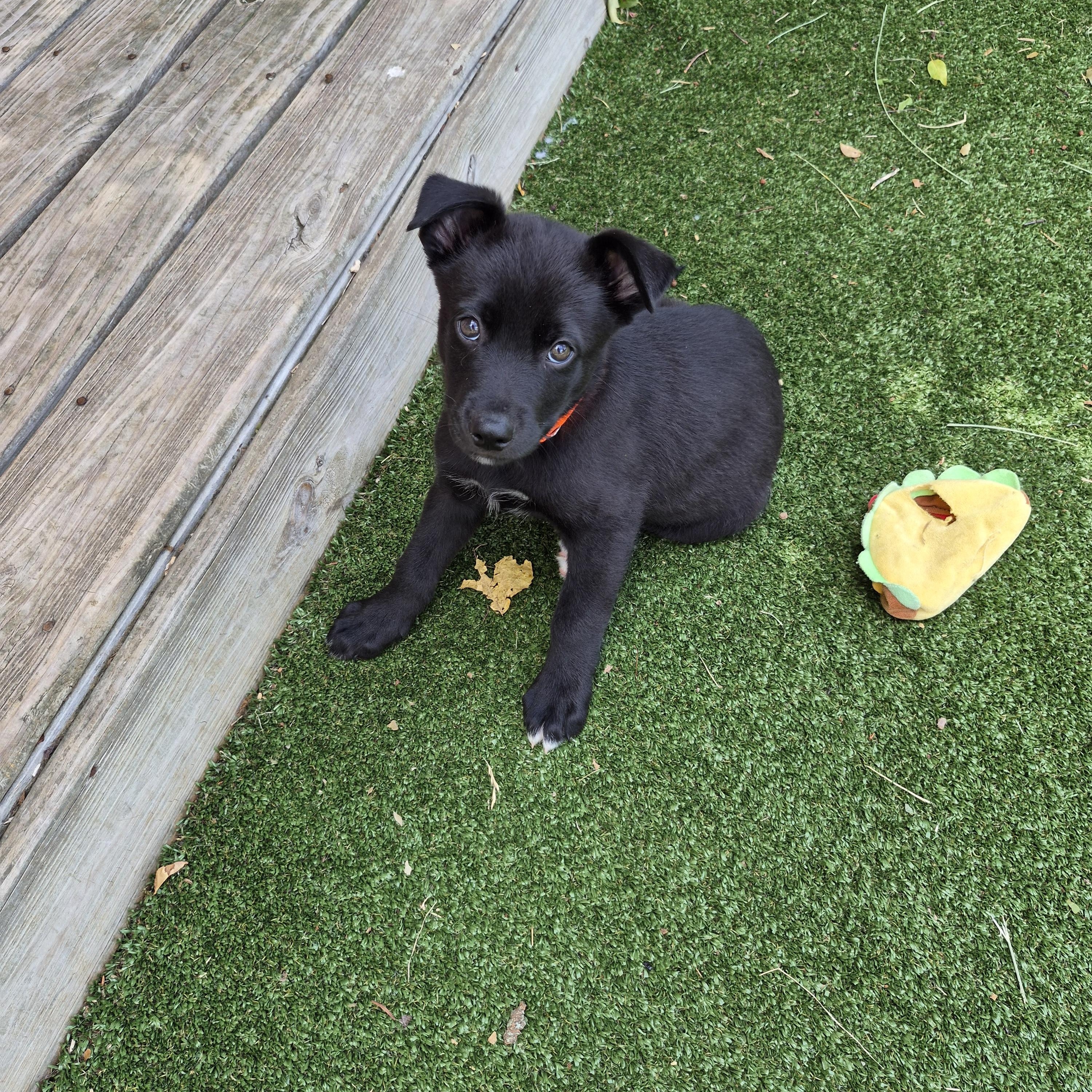 Enlarge Crush, a ADOPTABLE mixed breed in Gallatin, TN image 3/4