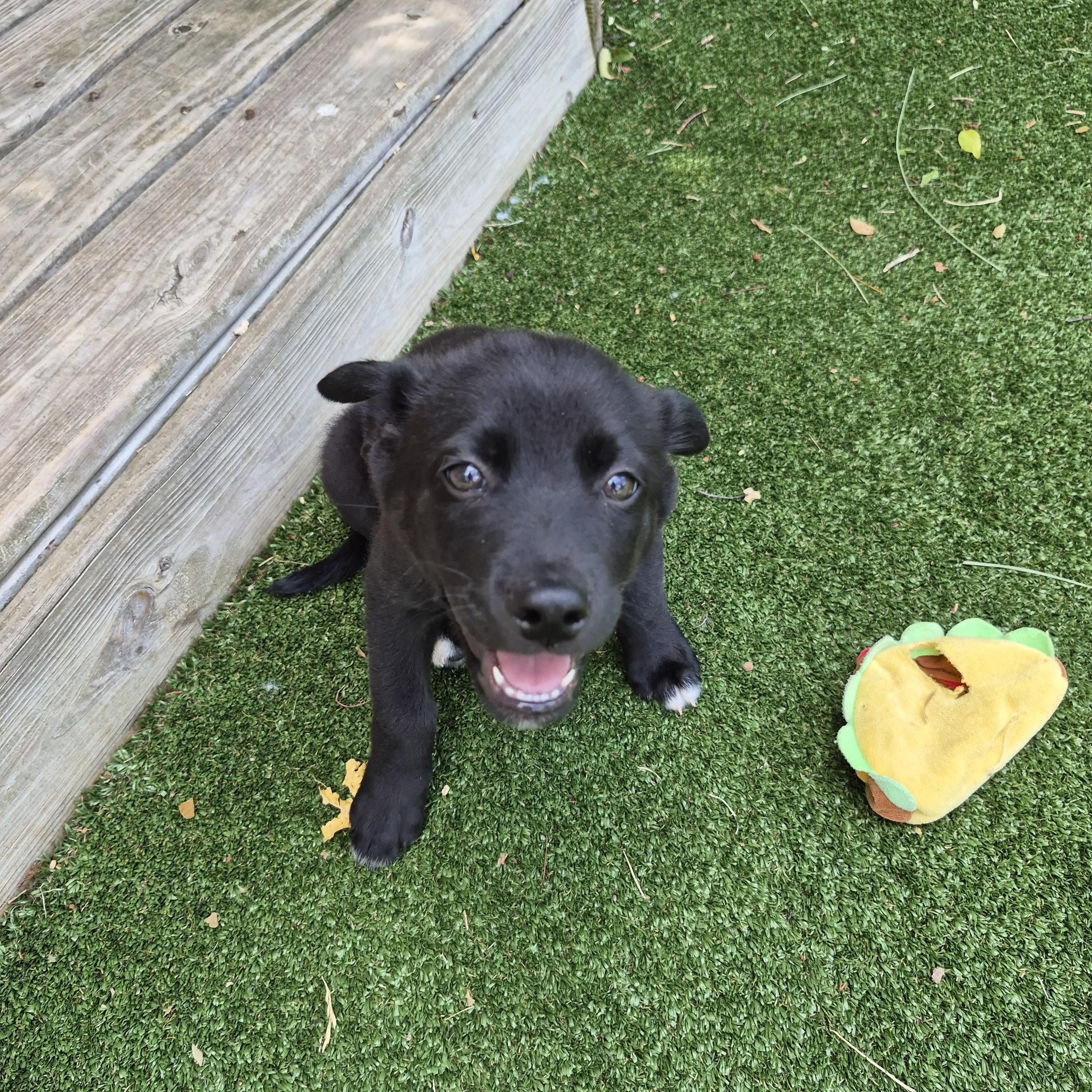 Enlarge Crush, a ADOPTABLE mixed breed in Gallatin, TN image 2/4