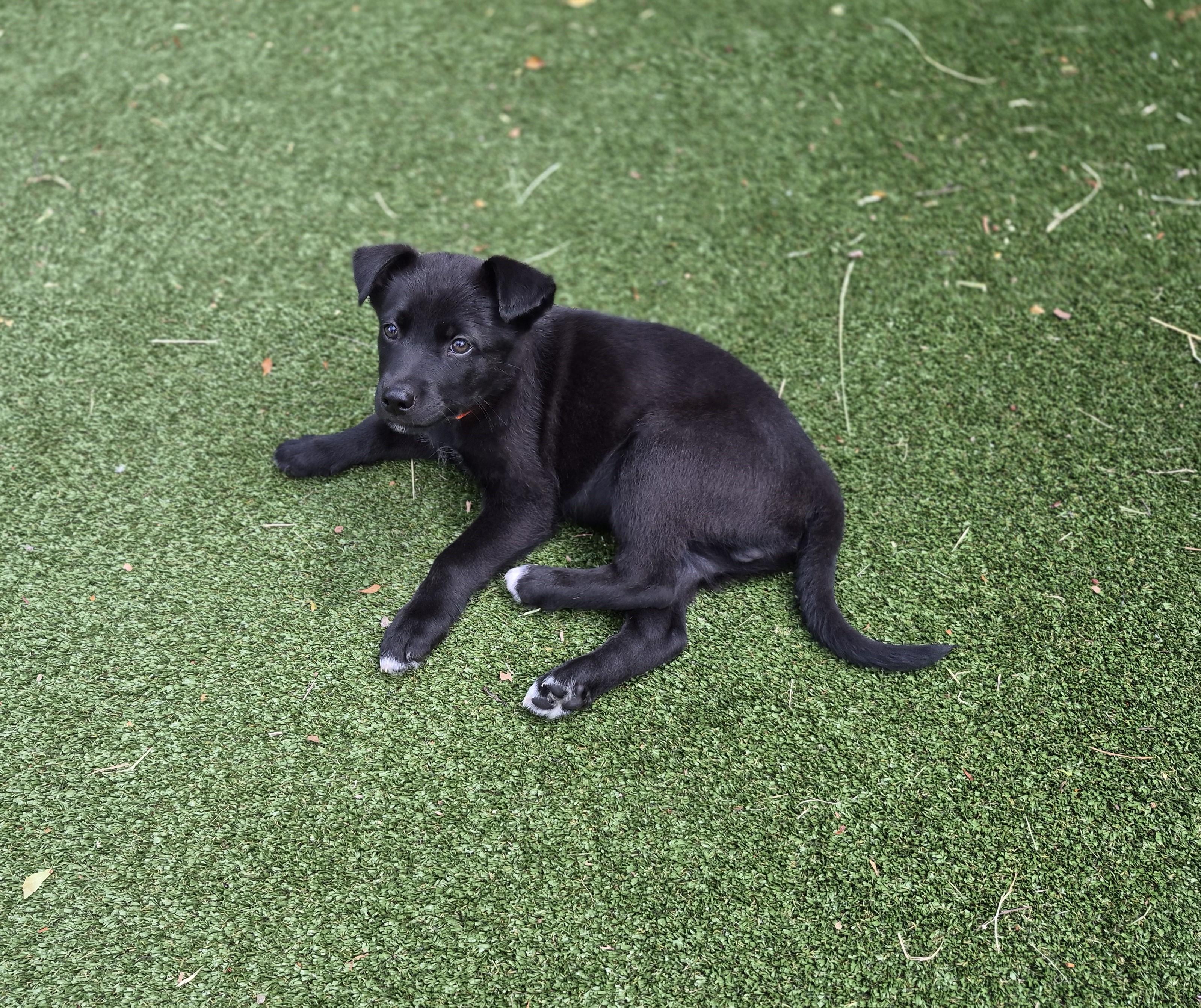 Enlarge Crush, a ADOPTABLE mixed breed in Gallatin, TN image 1/4