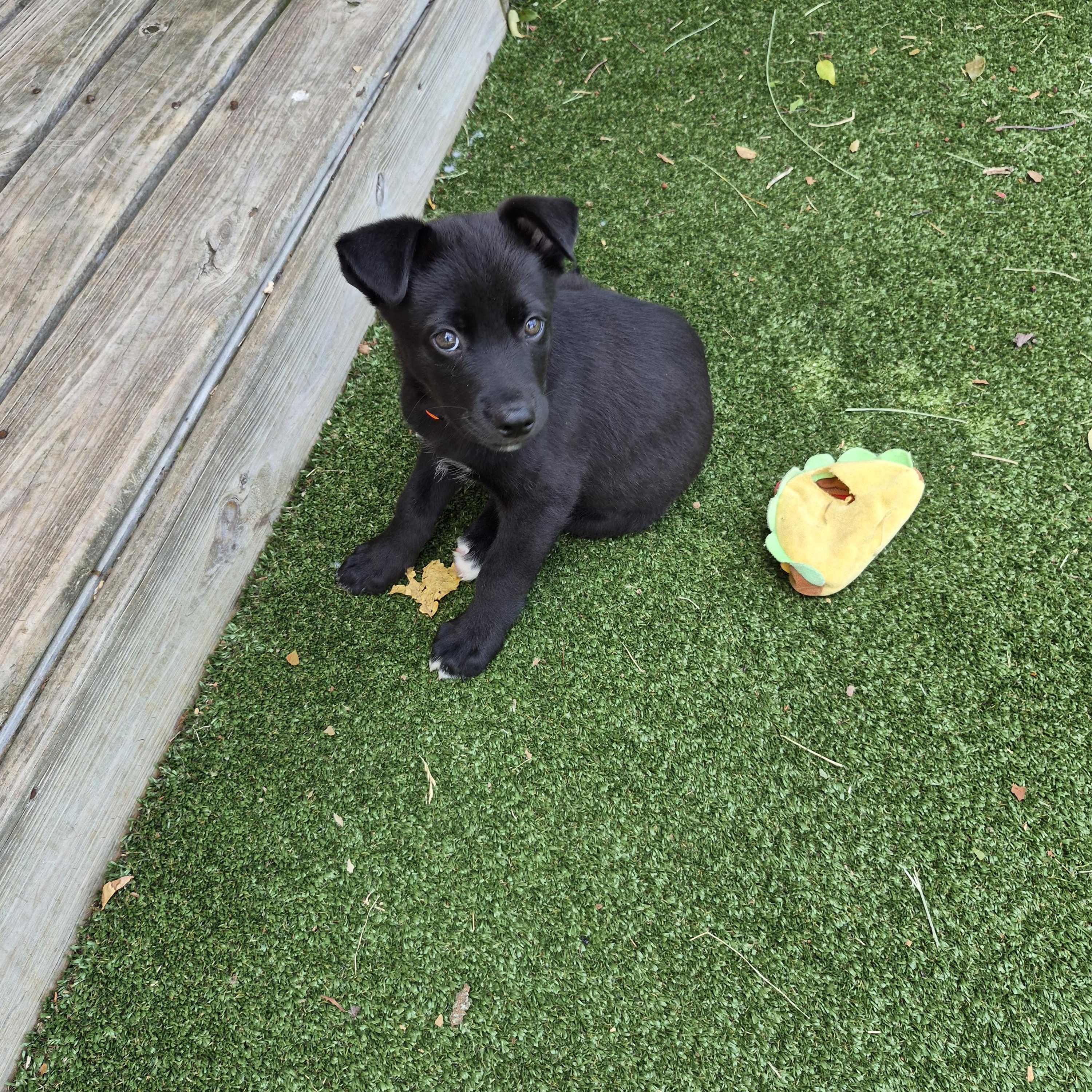 Enlarge Crush, a ADOPTABLE mixed breed in Gallatin, TN image 4/4