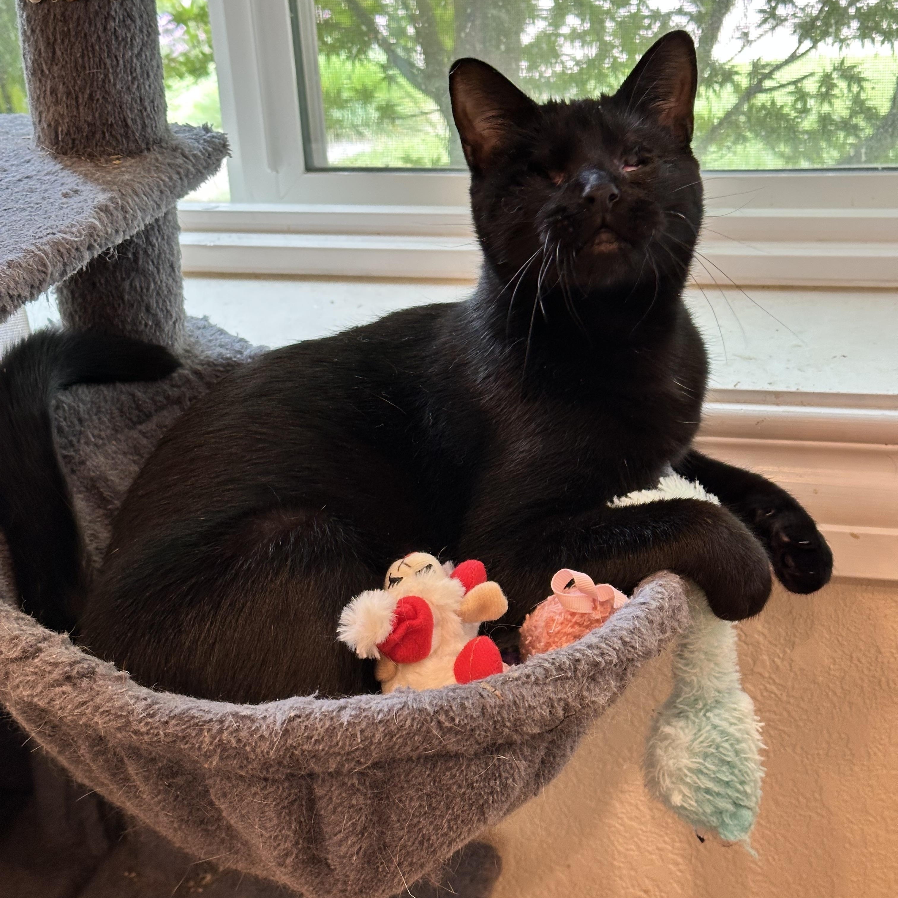 Enlarge Luna, a ADOPTABLE Domestic Short Hair in Visalia, CA image 6/6