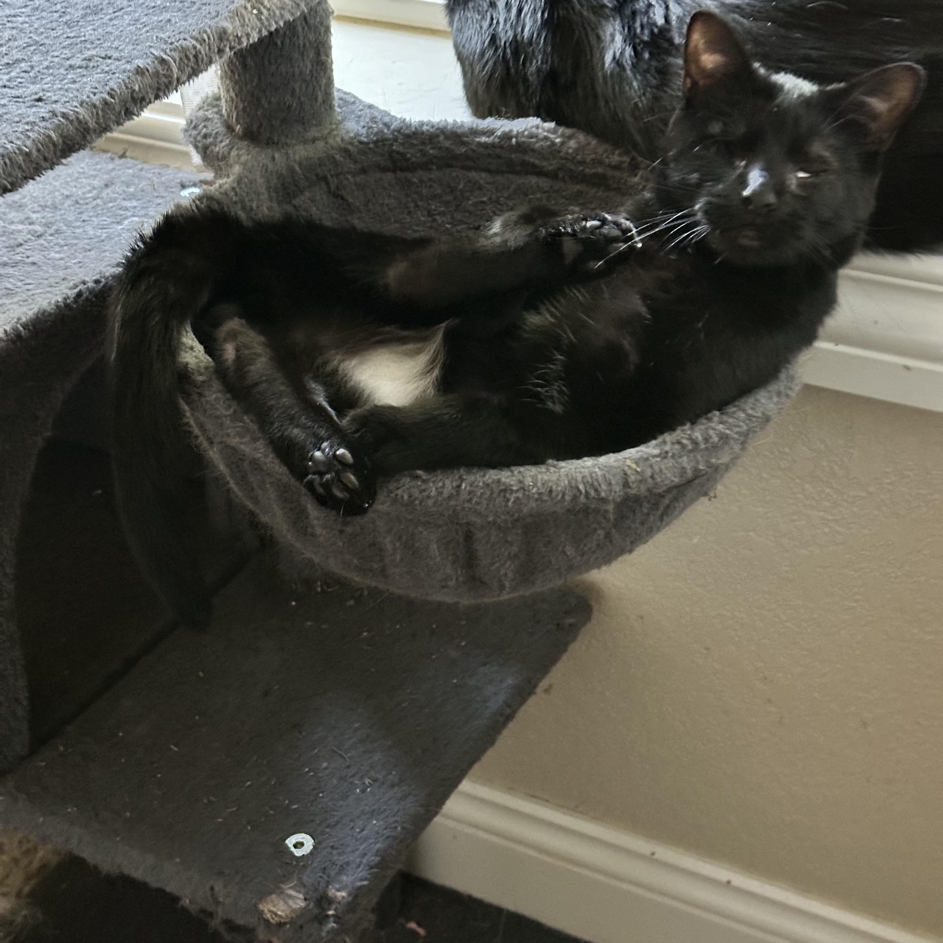 Enlarge Luna, a ADOPTABLE Domestic Short Hair in Visalia, CA image 4/4