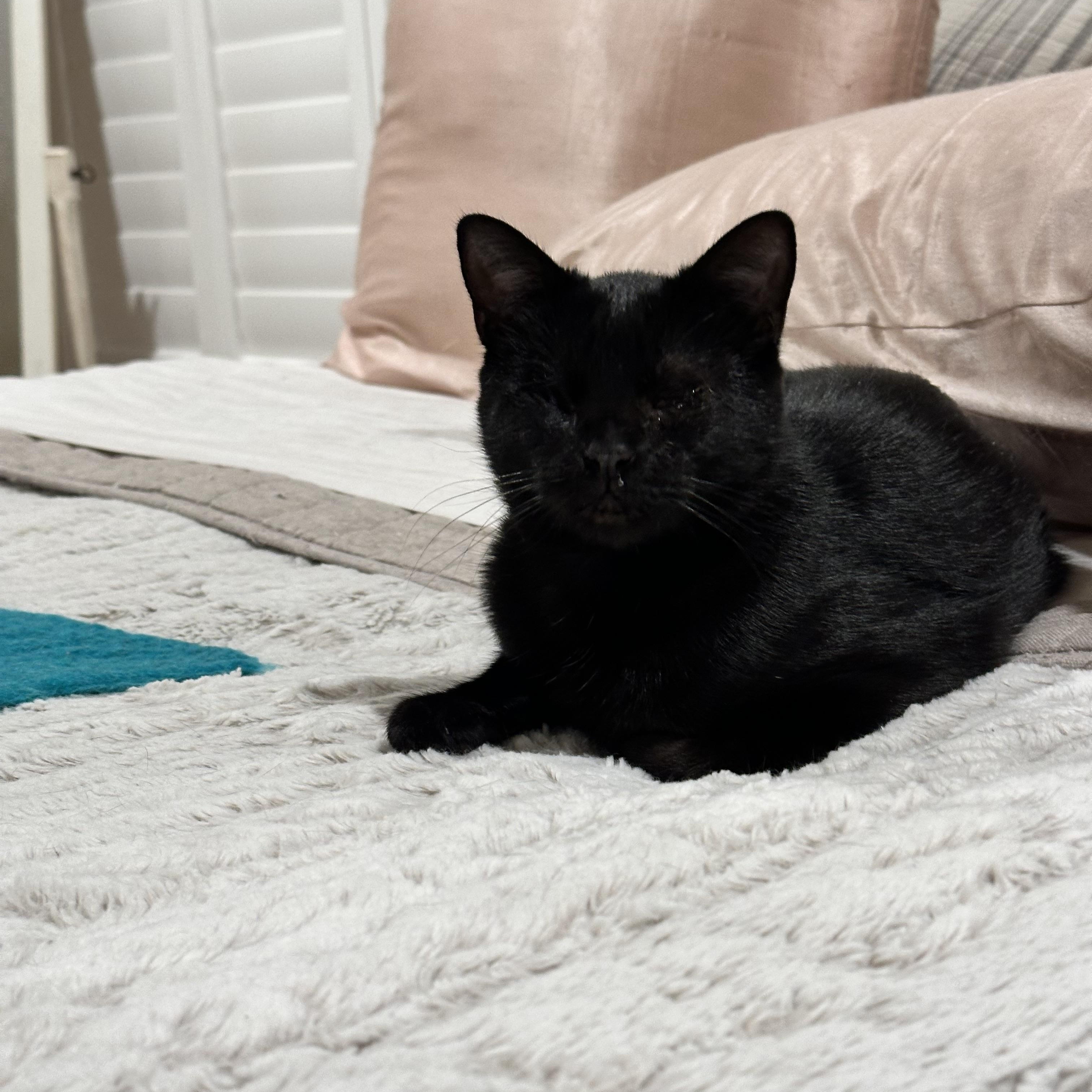 Enlarge Luna, a ADOPTABLE Domestic Short Hair in Visalia, CA image 4/6