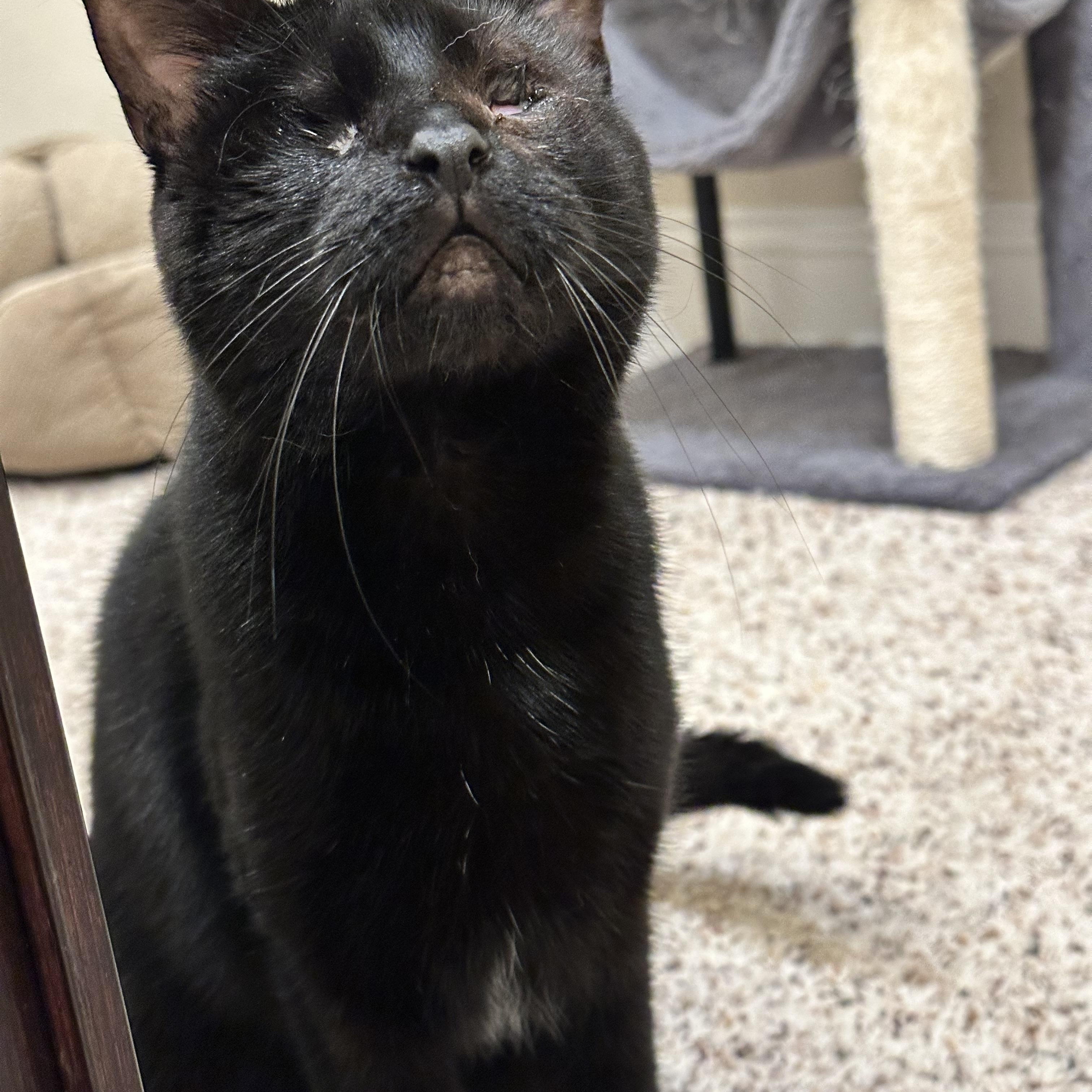 Enlarge Luna, a ADOPTABLE Domestic Short Hair in Visalia, CA image 5/6