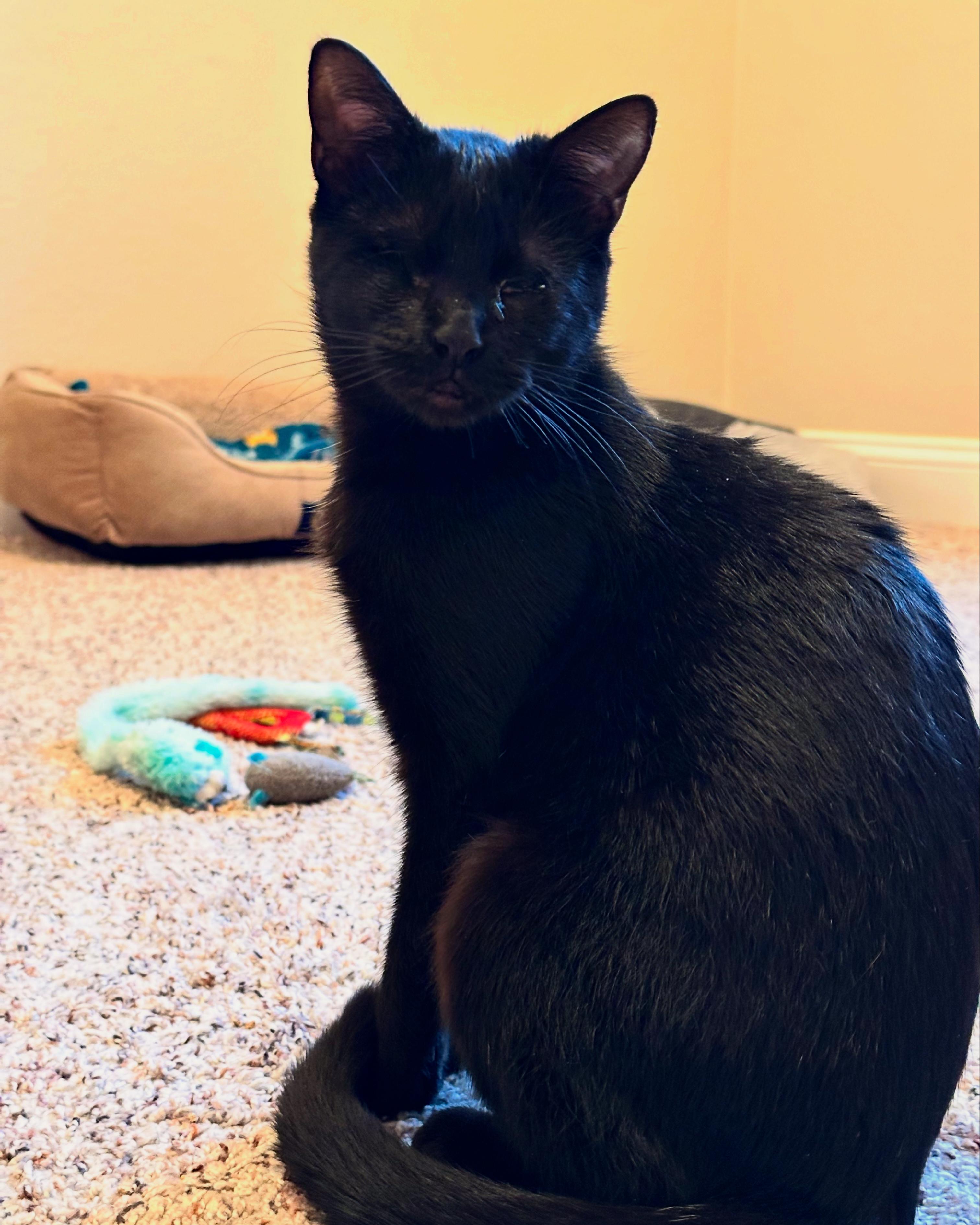 Enlarge Luna, a ADOPTABLE Domestic Short Hair in Visalia, CA image 3/4