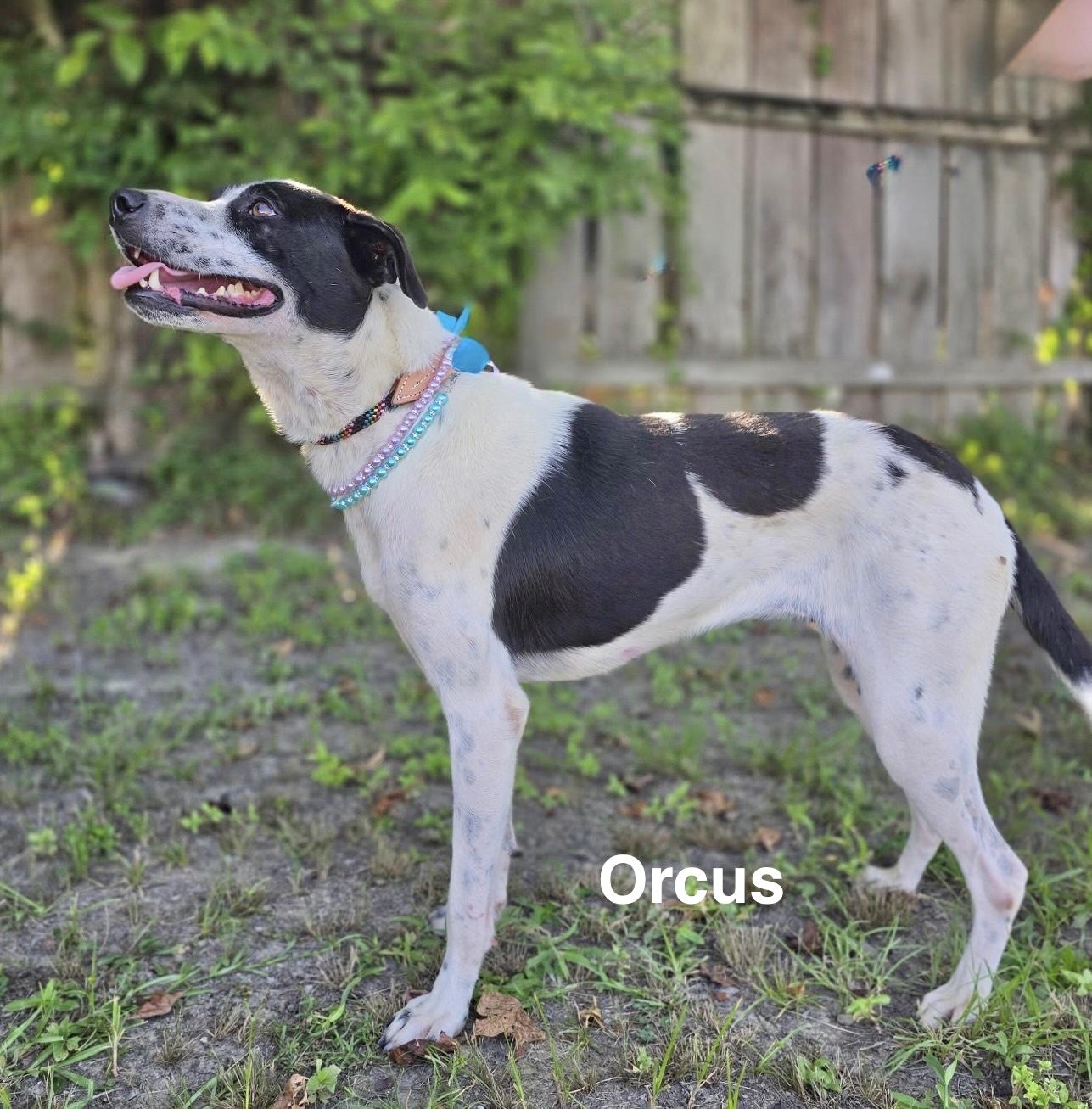 Orchus, Adoptable, Adult Female Labrador Retriever.