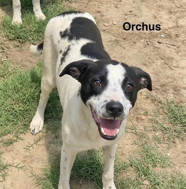 Orchus, Adoptable, Adult Female Labrador Retriever.