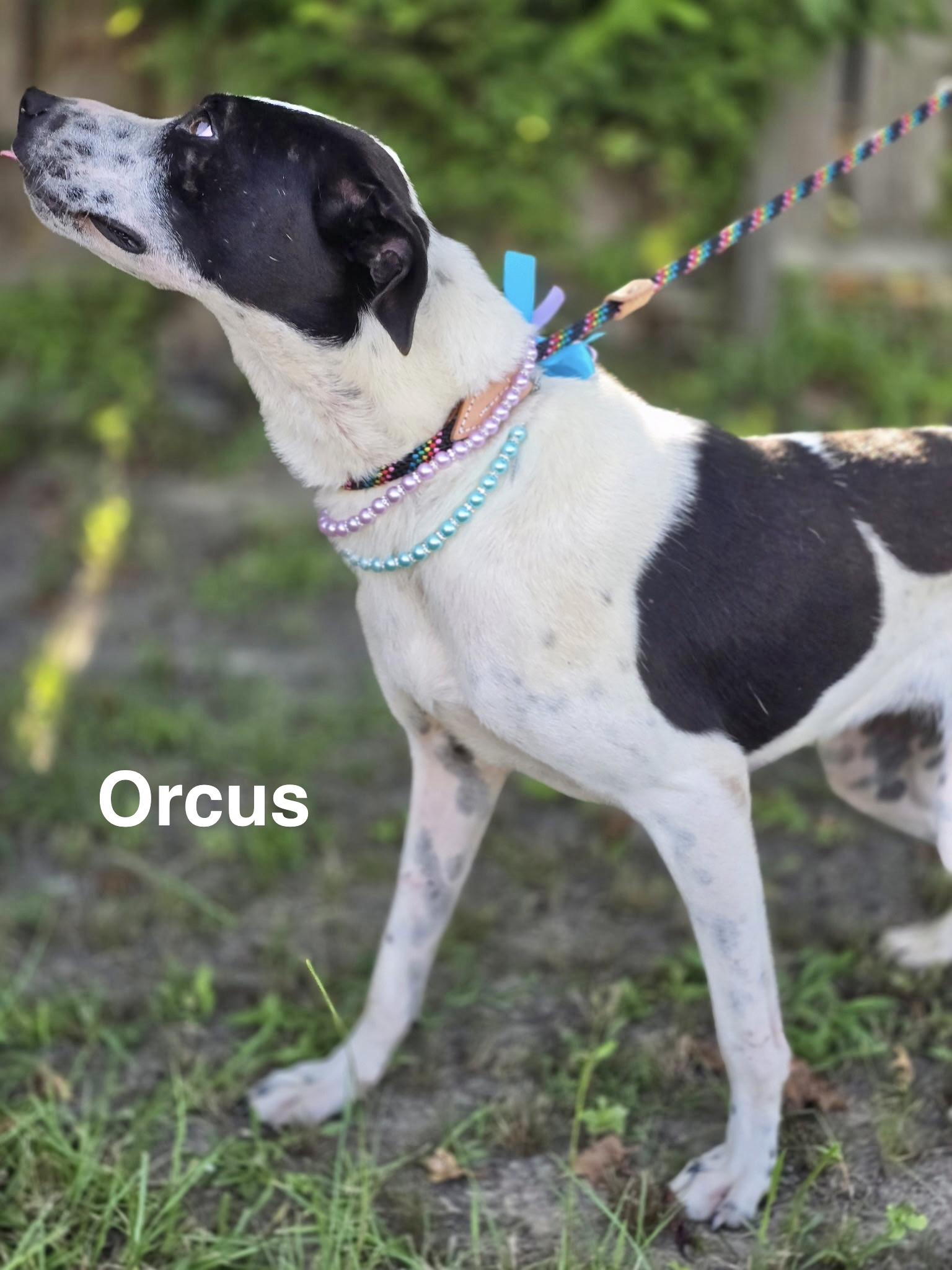 Enlarge Orchus, a Adoptable Labrador Retriever in Manchester, CT image 2/3