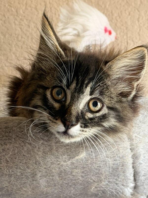 Enlarge Sassy Boots, an adopted Domestic Long Hair in Terrell, TX image 2/6