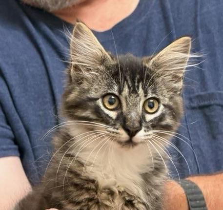 Enlarge Sassy Boots, an adopted Domestic Long Hair in Terrell, TX image 4/6