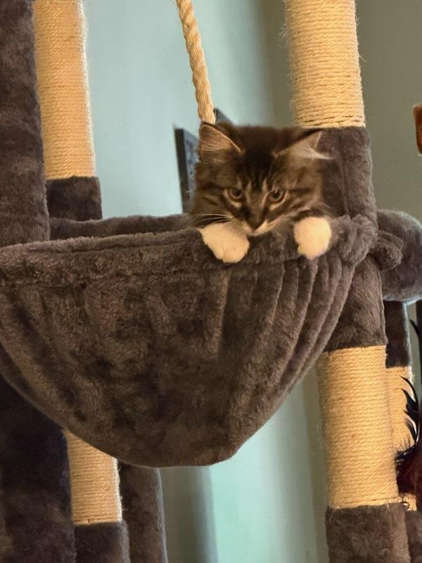 Enlarge Sassy Boots, an adopted Domestic Long Hair in Terrell, TX image 6/6