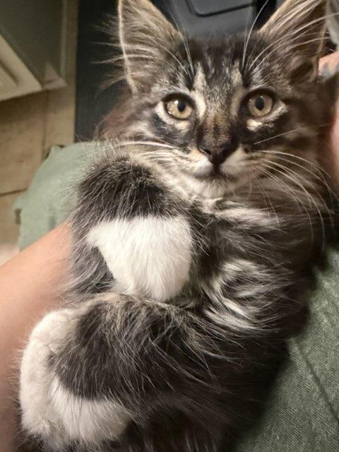 Enlarge Sassy Boots, an adopted Domestic Long Hair in Terrell, TX image 3/6