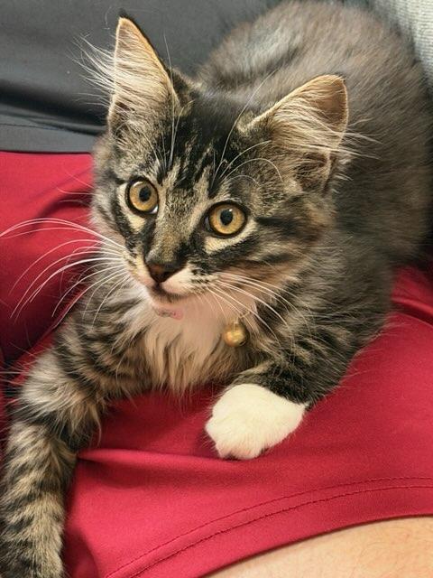 Enlarge Sassy Boots, an adopted Domestic Long Hair in Terrell, TX image 1/6