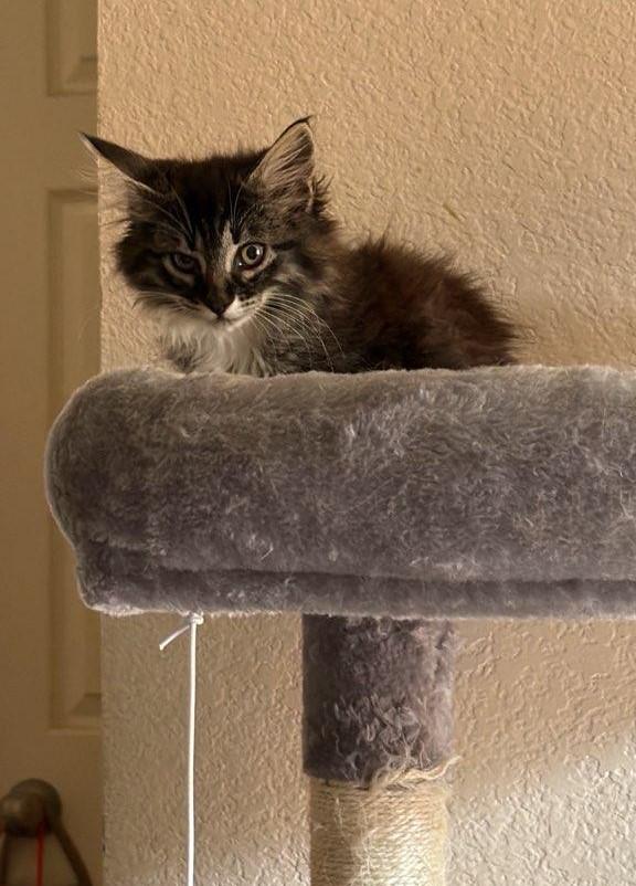 Enlarge Sassy Boots, an adopted Domestic Long Hair in Terrell, TX image 5/6