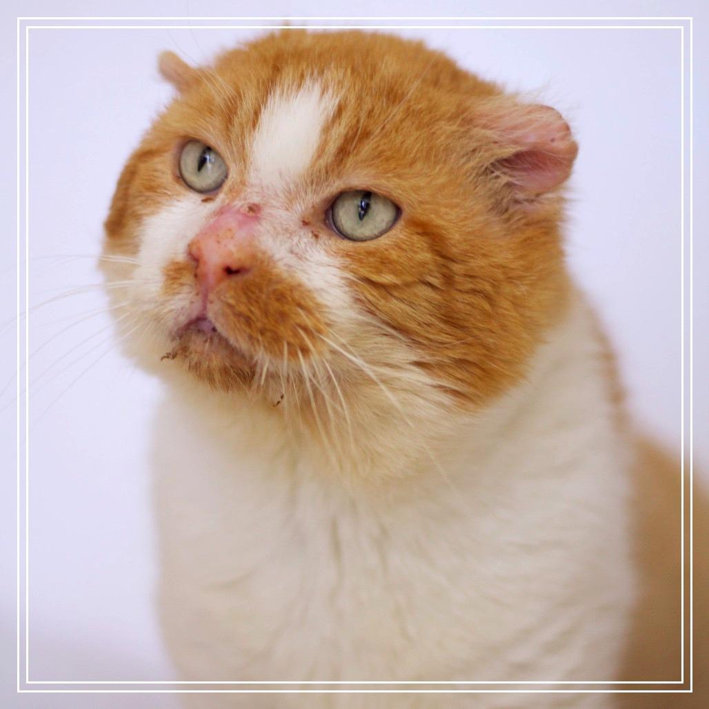 Monty — thumbnail 2