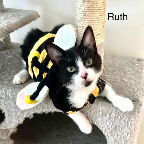 Enlarge Ruth, a Adoptable Tuxedo in Tustin, CA image 1/4