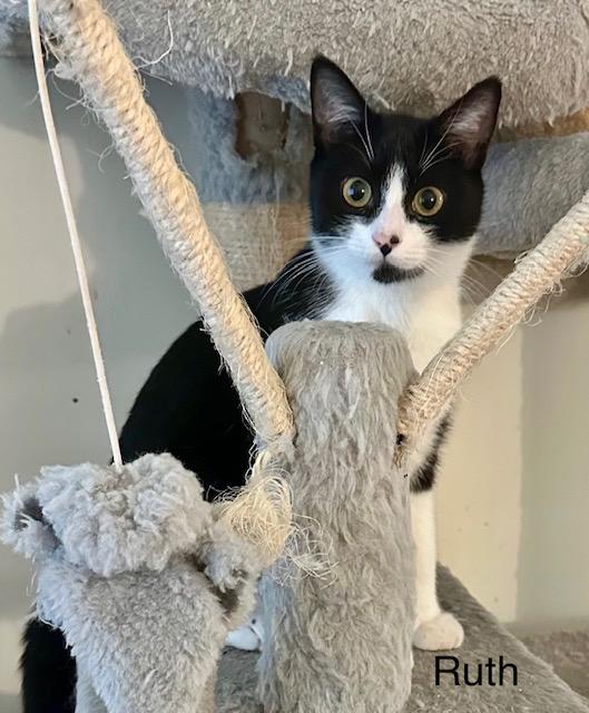 Enlarge Ruth, a Adoptable Tuxedo in Tustin, CA image 2/4