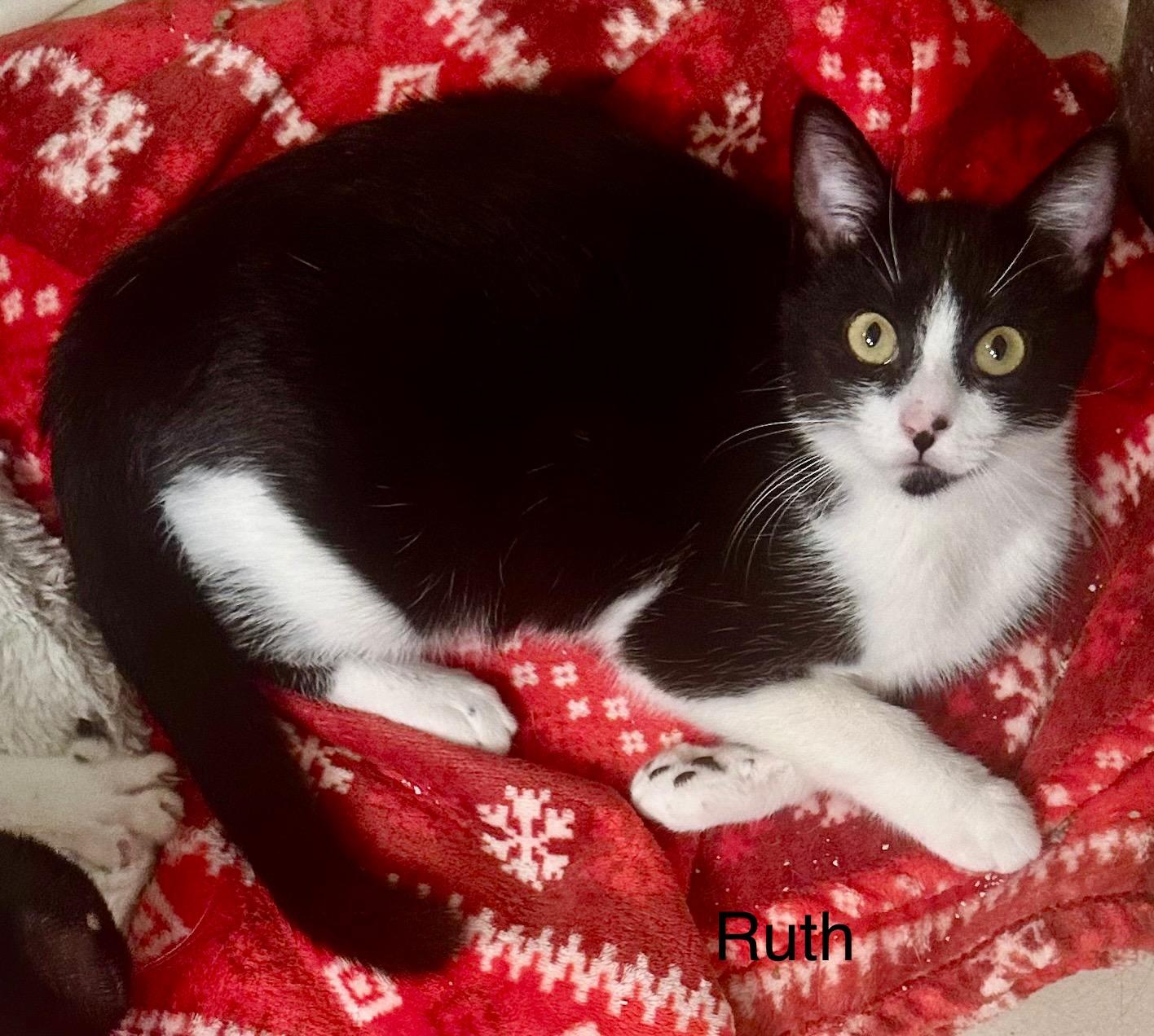 Enlarge Ruth, a Adoptable Tuxedo in Tustin, CA image 4/4