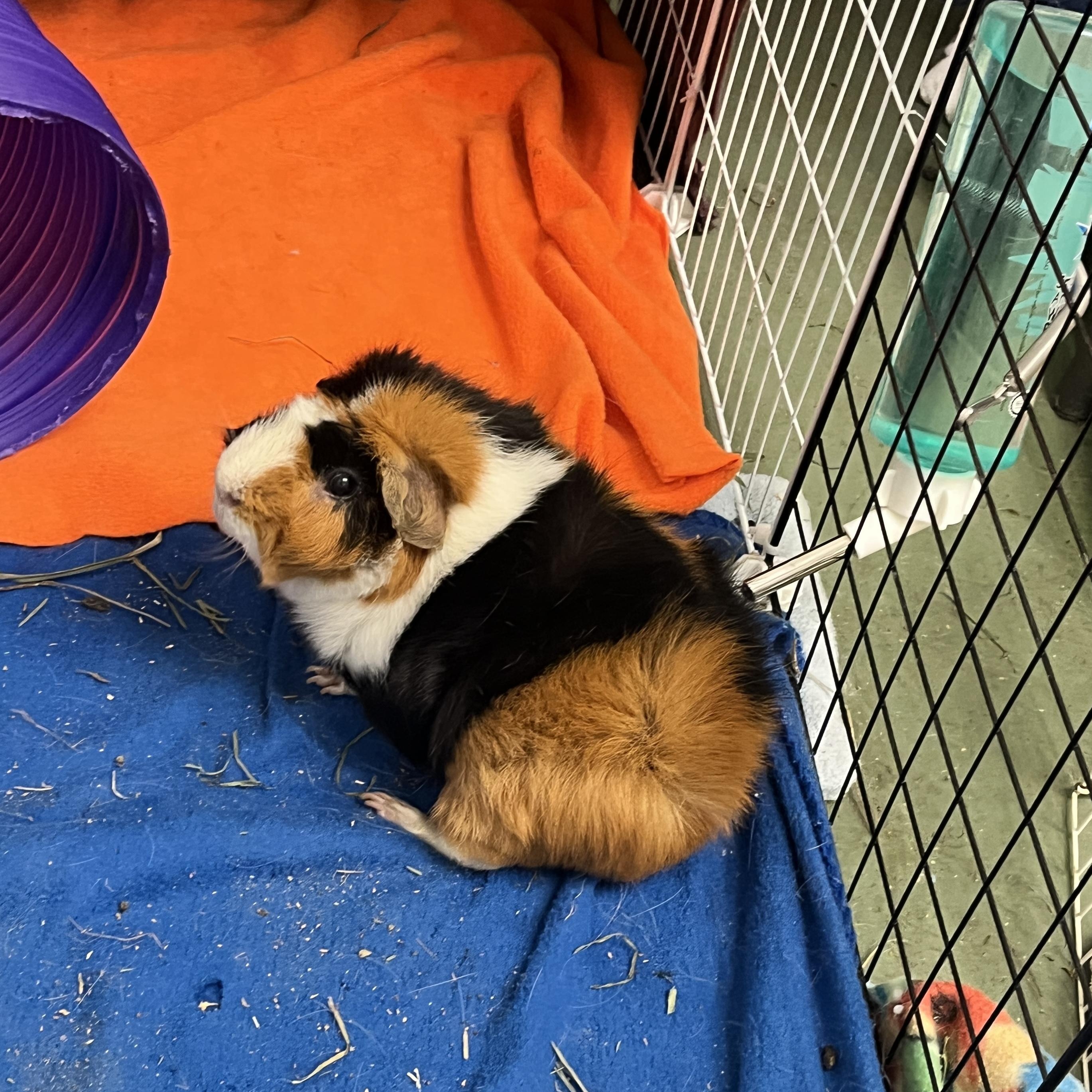 Enlarge Neo (Neutered), a ADOPTABLE Guinea Pig in Oakland, CA image 4/6