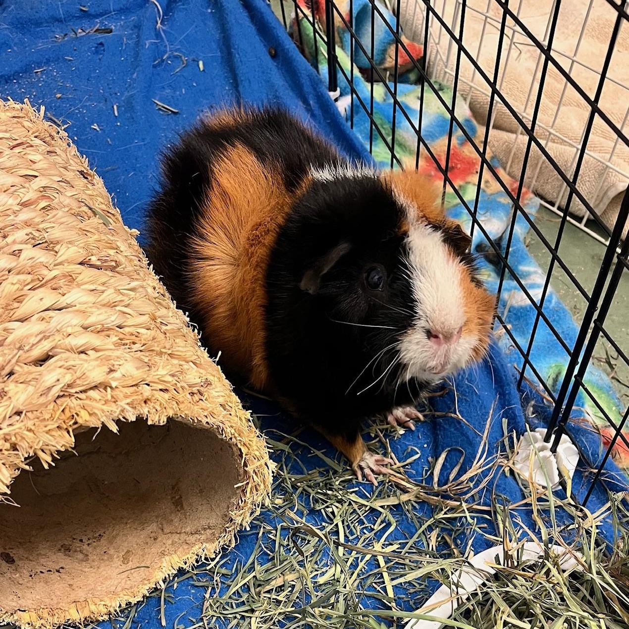 Enlarge Neo (Neutered), a ADOPTABLE Guinea Pig in Oakland, CA image 3/6