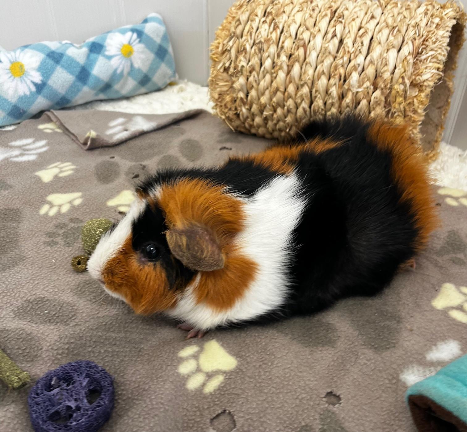 Neo (Neutered), ADOPTABLE, Young Male Guinea Pig.